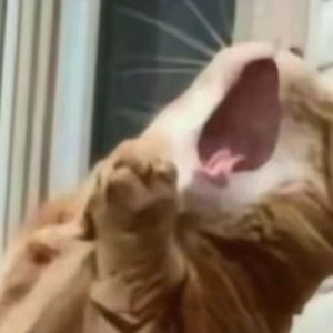 夜のスクロール(夜的滚动条)