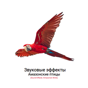 ASMR (Удод птица)