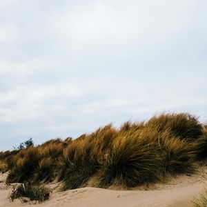 风筝-整曲 伴奏