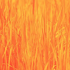 抚慰的泰式按摩回忆