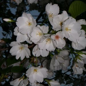 烟雨行舟_雪碧_01