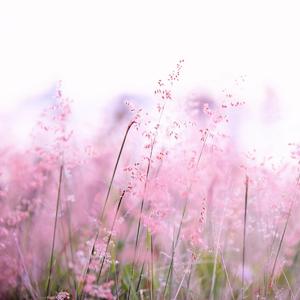 Flowers in The Spring