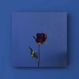 苍白的话语刺痛着耳朵