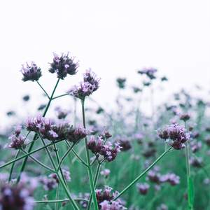 散漫且自由 (八音盒)