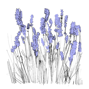 saponaria