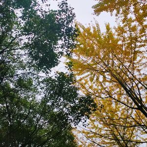 Thrift Shop（remix）