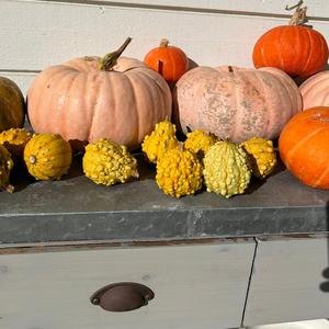 Goodbye Summer Hello Fall