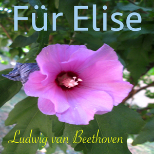 Für Elise, WoO 59 (Heimchen Version)