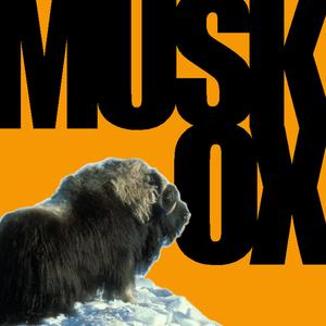 Musk Ox Friend