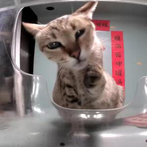 methinks (feat. Yung Brownie)