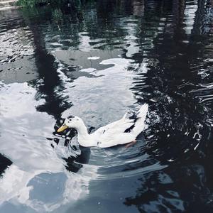 Attentio (feat. DinoPugy)