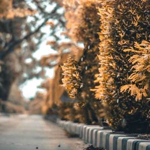 Jodi Bolte Partam Take