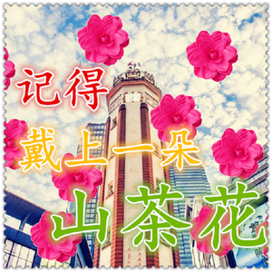 记得戴上一朵山茶花
