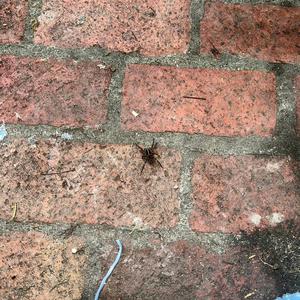 TEETERING ON THE EDGE