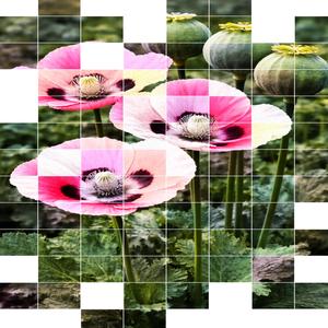 poppy