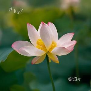 茶烟轻舞