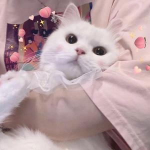 树洞(甜系女声)