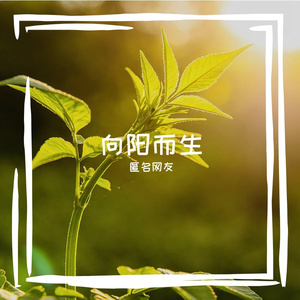 向阳而生