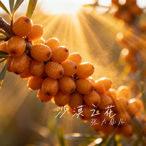沙漠之花