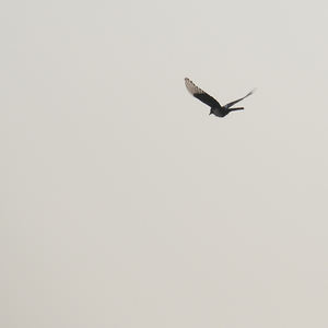 巡河路与护城河