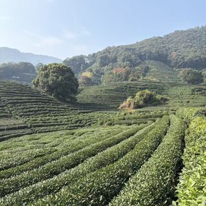 在南极，吃茶去（民谣版）