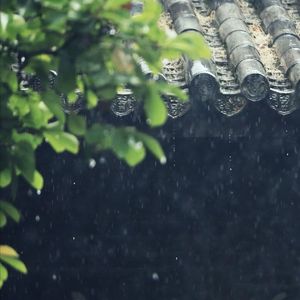 新雨后