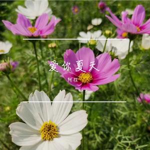 爱你夏天