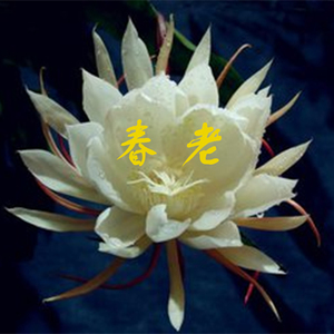 春老（Cover 张雪黛）