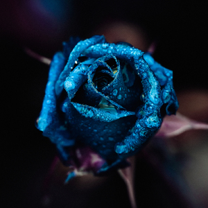 僕ら愛してるふりしてさ