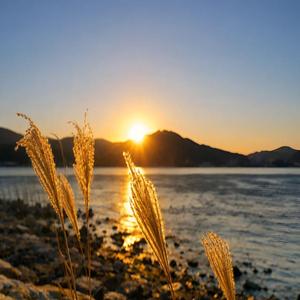 The Language of Flowers