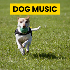 Quiet Music for A Resting Hound