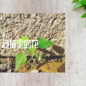 危墙里的花 伴奏