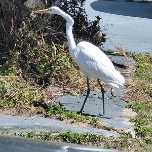 Melody, The Ultimate Girl