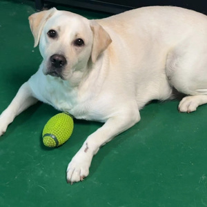 只想做你的开心果 伴奏