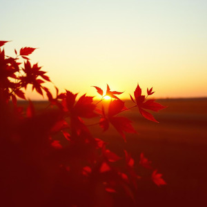 秋のフルコース