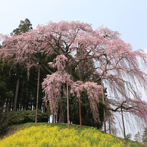 カントリーボーイ
