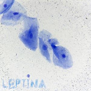 Sisena
