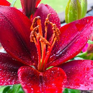 Dreamland (prod. TySea)