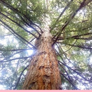 Indifference Is Trustworthy