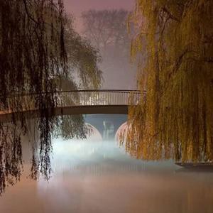 动物世界（翻自 Mapple Motel）