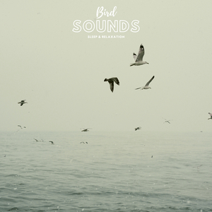 Joy Birds