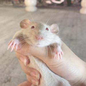 Rich woman 2.0(prod.by吴海杰whj)