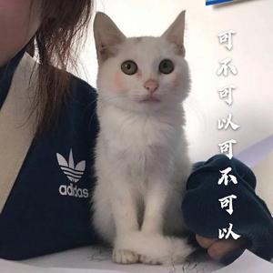 可不可以可不可以（翻自 Xun(易硕成)）