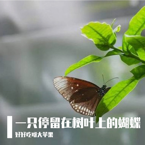 一只停留在树叶上的蝴蝶  演唱版