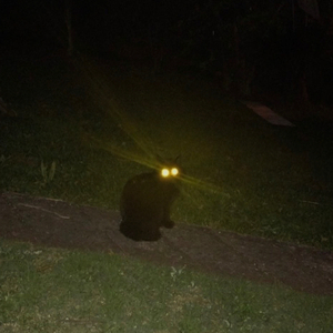 hentai (feat. ssgkobe)