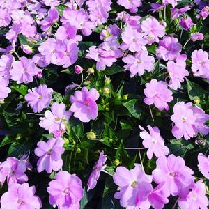 When we can meet？（伴奏）