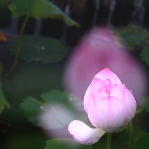 珠玉(cover.单依纯)