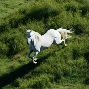 墨鬼书狂（天下3鬼墨）