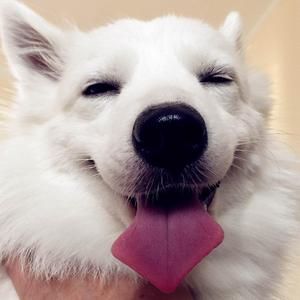 ウィアートル（带念白版）《朝花夕誓—于离别之朝束起约定之花》主题曲（翻自 rionos）