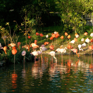 Estrellas del Amanecer